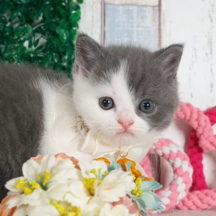 メグバー 様のお迎えした子猫