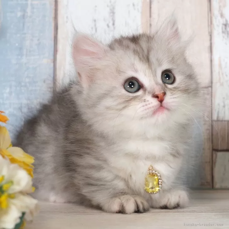 ID:2412-02690の子猫