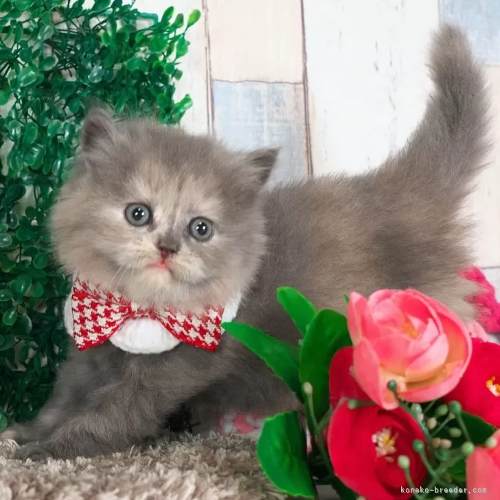 ID:2502-00431の子猫
