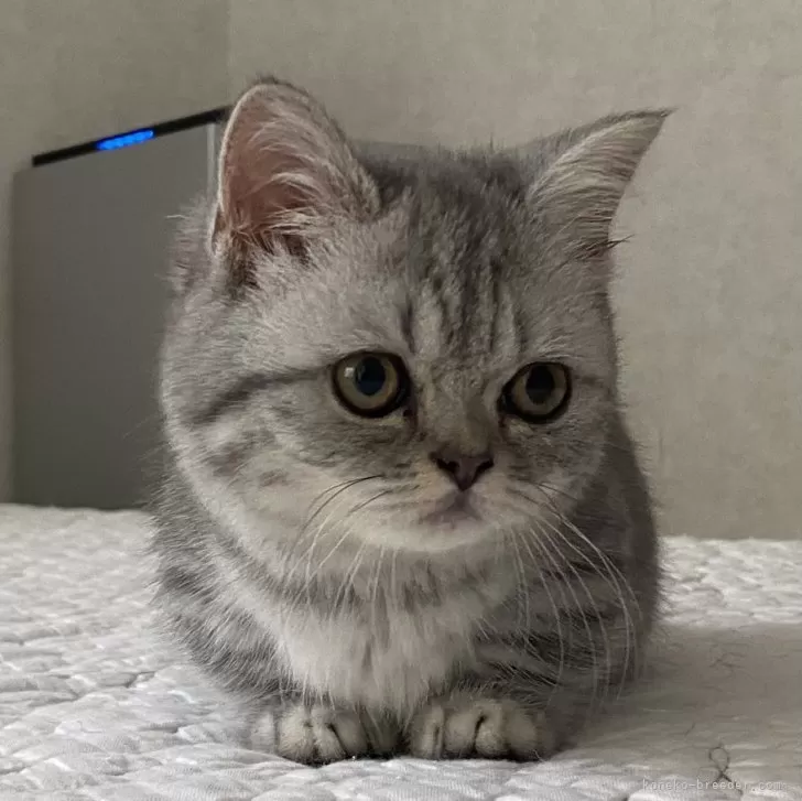ID:2405-01601の子猫