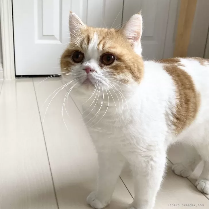ID:2503-00502の子猫