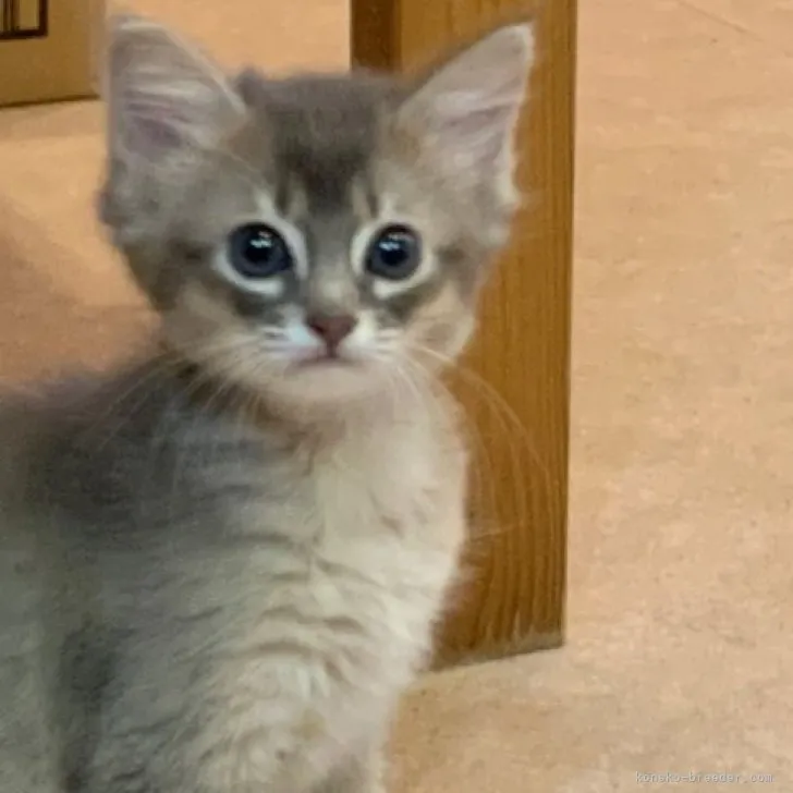 ID:2308-02914の子猫