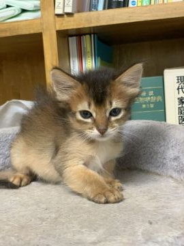 ソマリ【静岡県・男の子・2020年8月23日・ルディ】の写真「活発で鳴き声も元気です。」