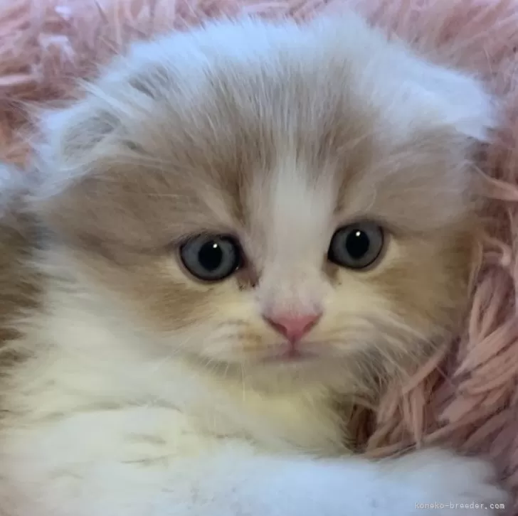 ID:2407-02014の子猫