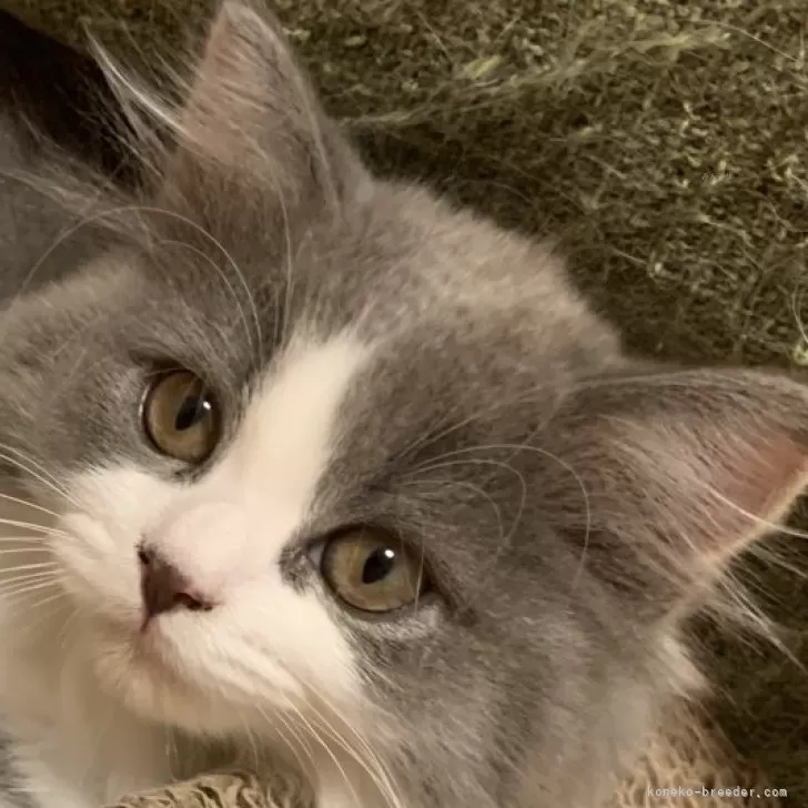 ID:2407-02009の子猫