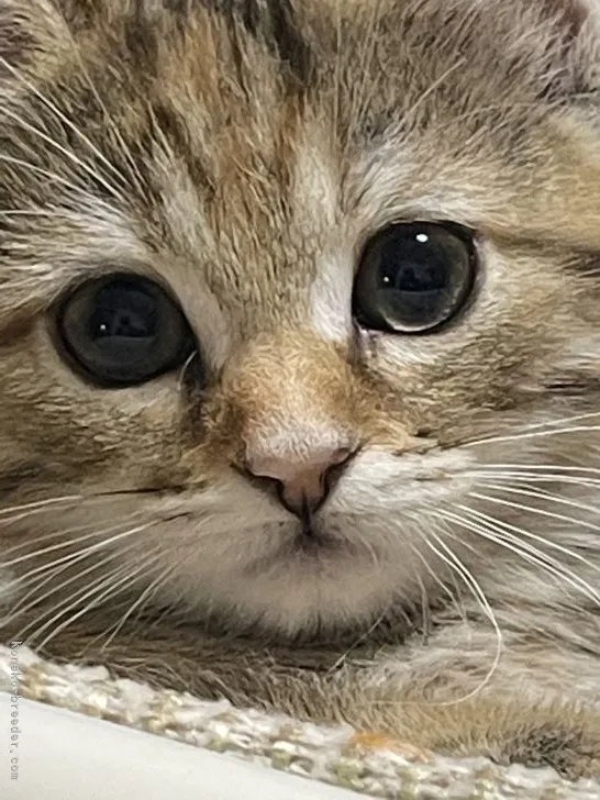 ID:2202-01679の子猫