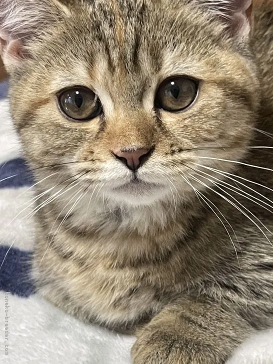 ID：2203-01416の子猫