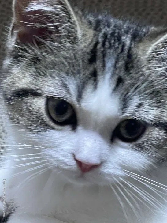 ID:2203-01168の子猫