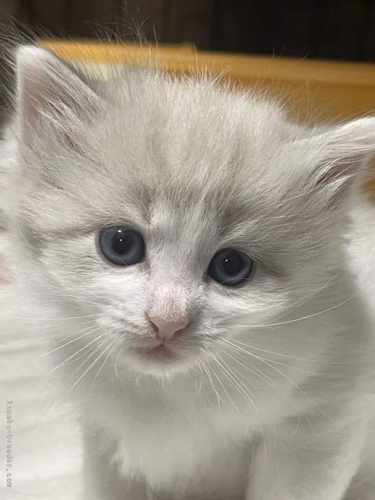ID:2109-01991の子猫