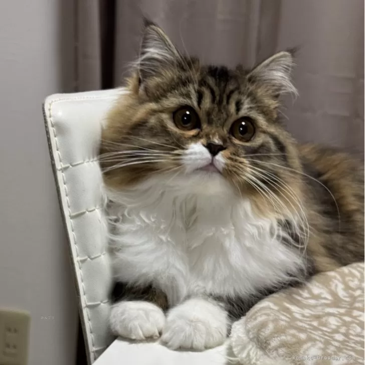 ID:2411-00615の子猫