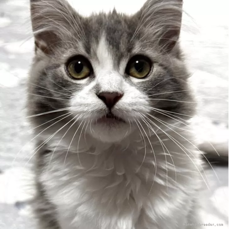 ID:2504-01900の子猫