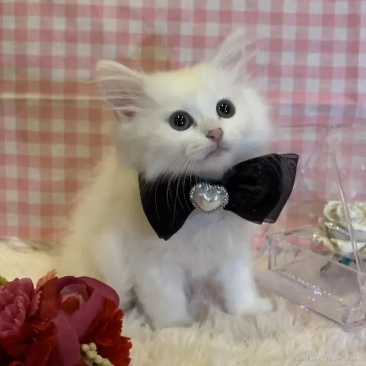 ID:2403-01830の子猫