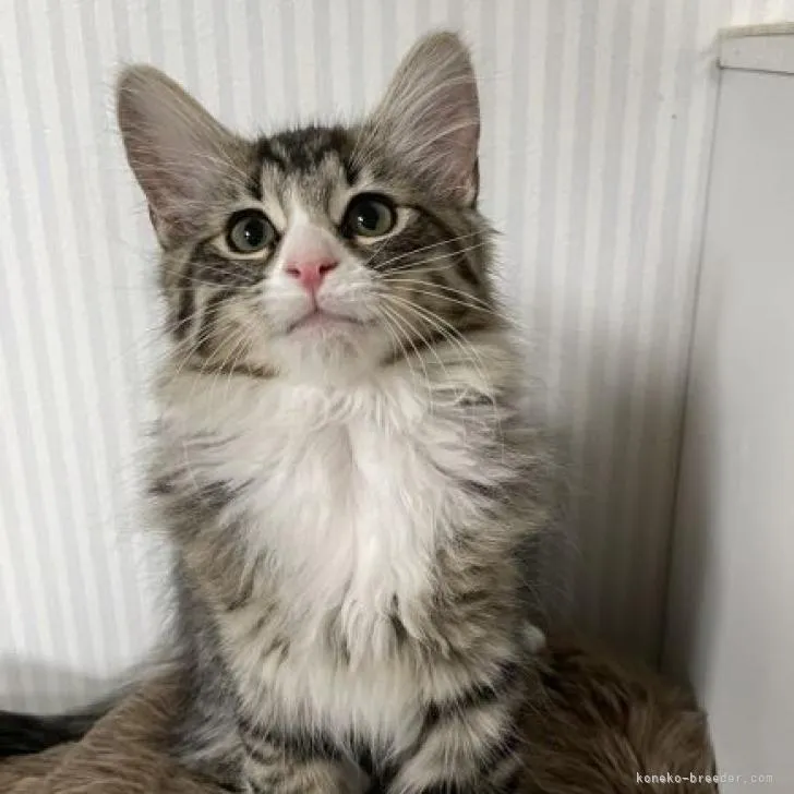 ID:2204-01827の子猫