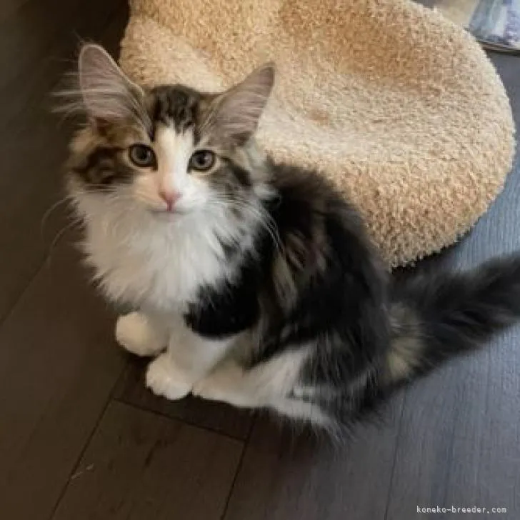 ID:2204-01800の子猫