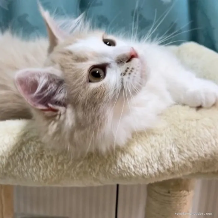 ID:2304-00174の子猫