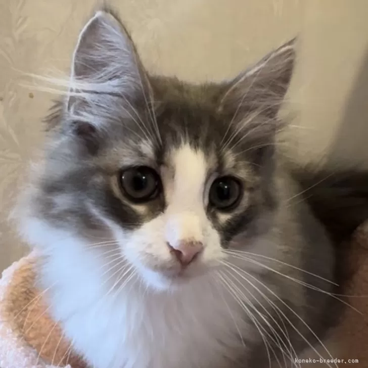 ID:2408-02565の子猫