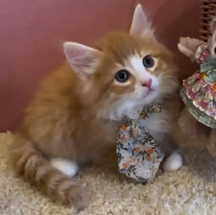 ID:2407-01504の子猫
