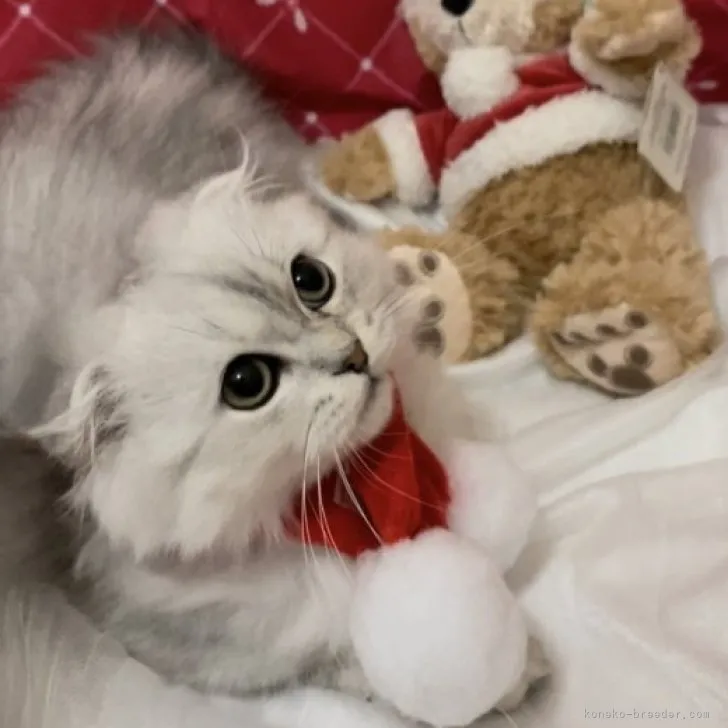ID:2308-01021の子猫