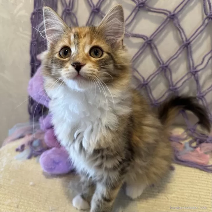 ID:2502-02222の子猫