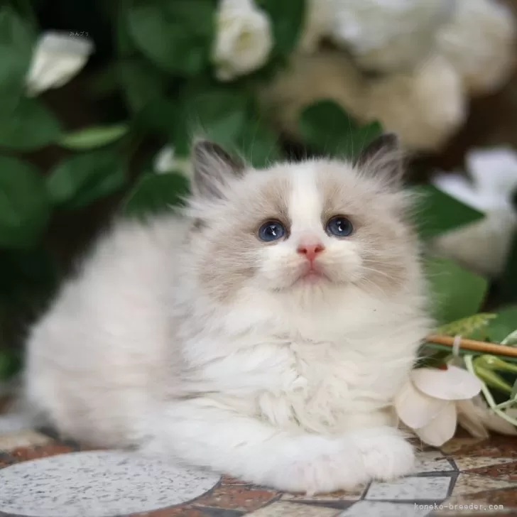 S.H 様のお迎えした子猫