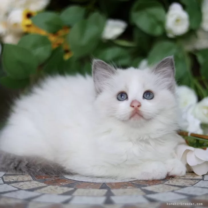 C.K 様のお迎えした子猫