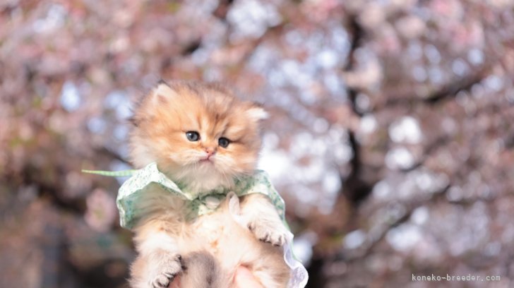 BritishLonghair shaded golden｜蔡　静怡(さい　しずか)ブリーダー(東京都・ラグドールなど・CFA/WCF登録)の紹介写真6