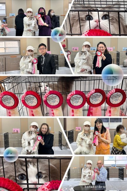 蔡静怡ブリーダーのブログ：JAPAN CFA CAT SHOW