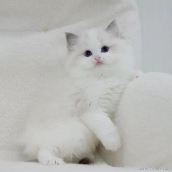 ID:2405-01248の子猫