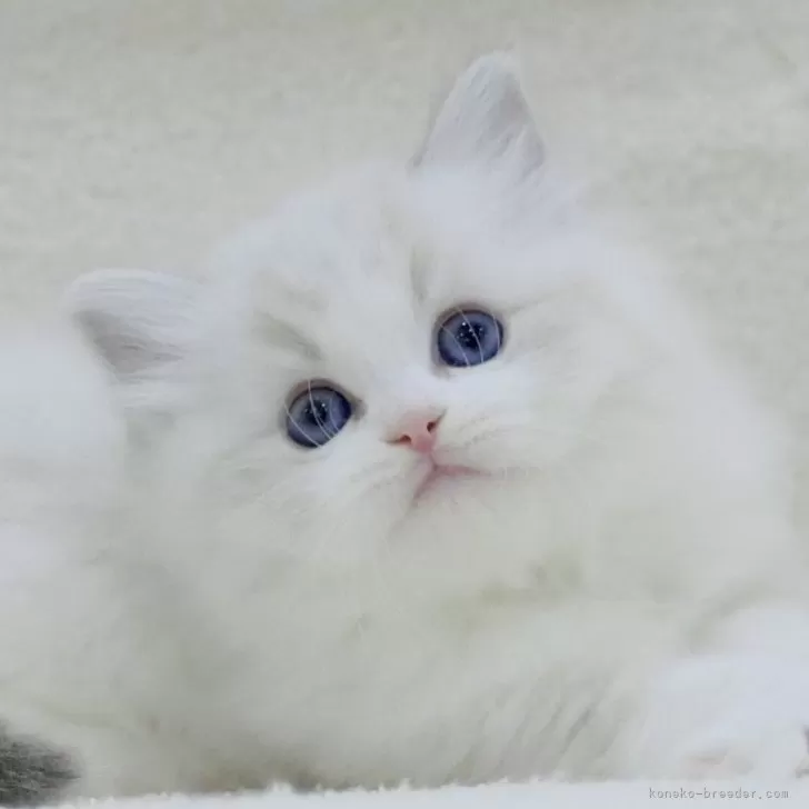 ID:2411-01670の子猫