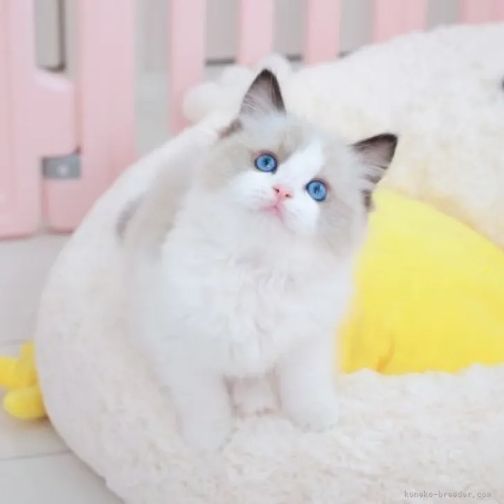 ID:2307-03194の子猫
