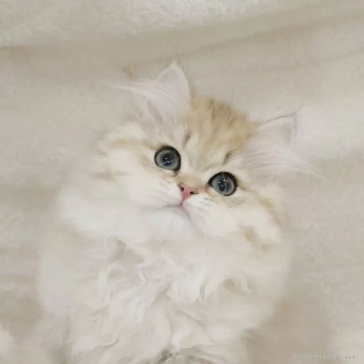 ID:2408-00514の子猫