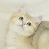 ブリティッシュショートヘア