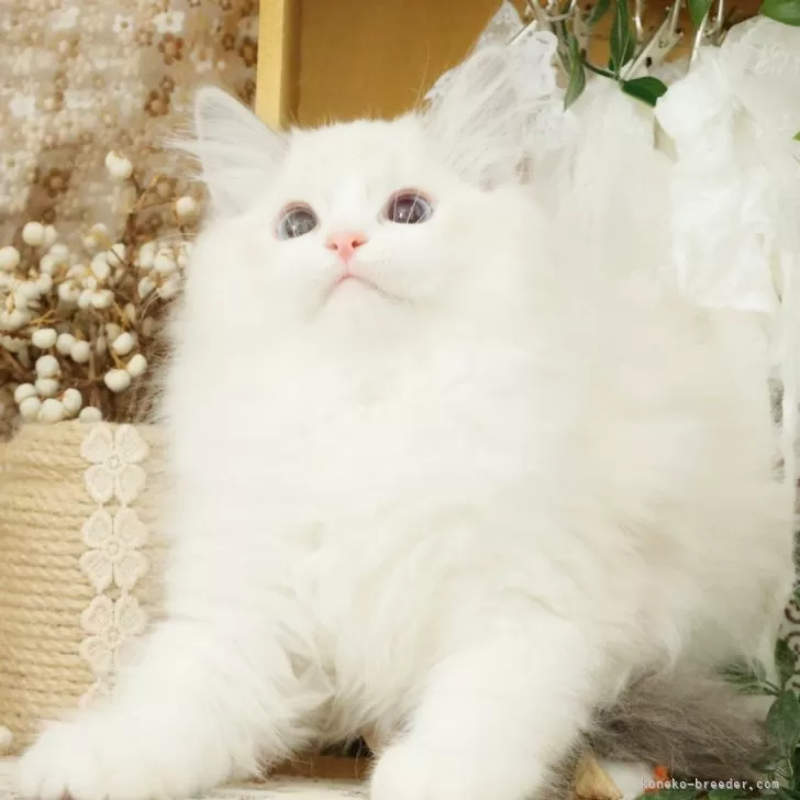 白 様のお迎えした子猫