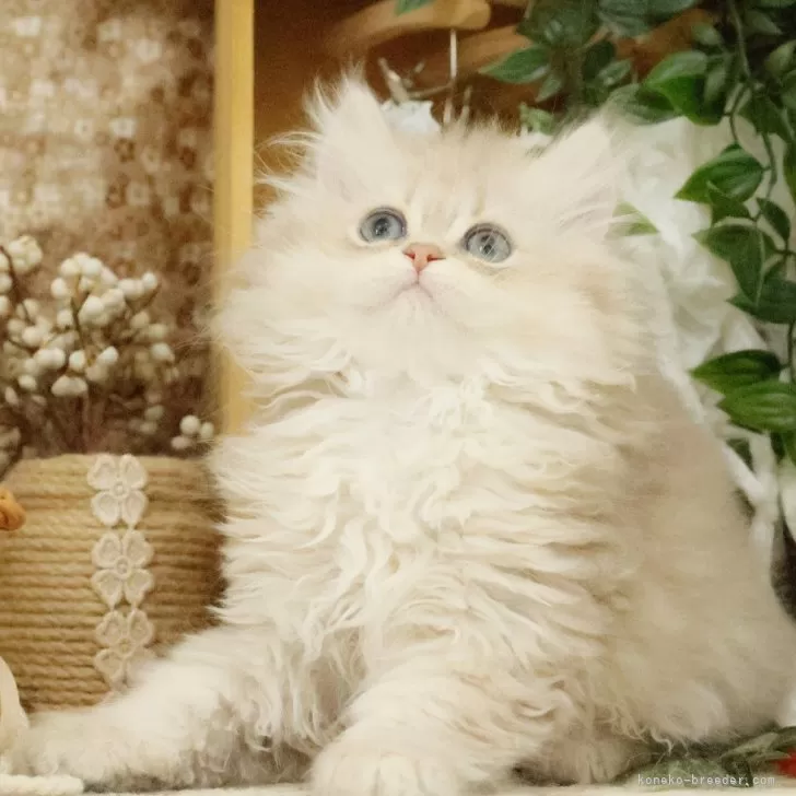 ニャニャ 様のお迎えした子猫