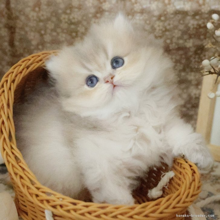 ニャニャ 様のお迎えした子猫