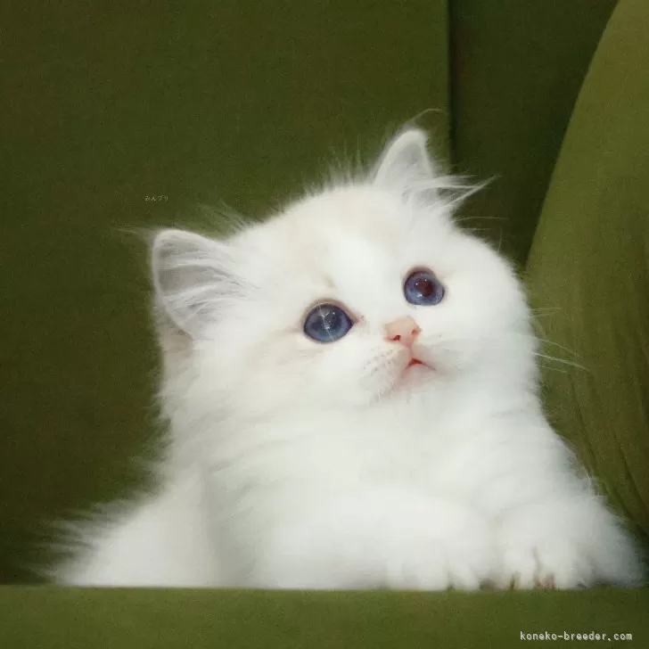 K 様のお迎えした子猫