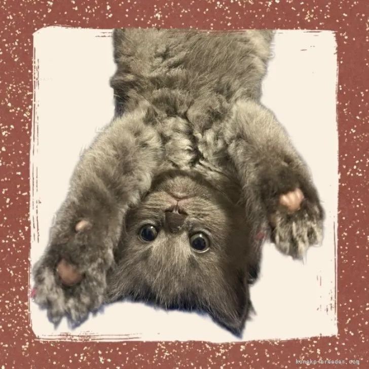 ID:2309-01442の子猫