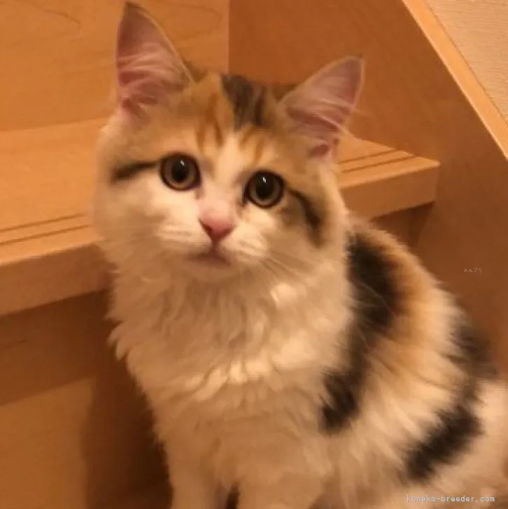 ID:2309-03020の子猫