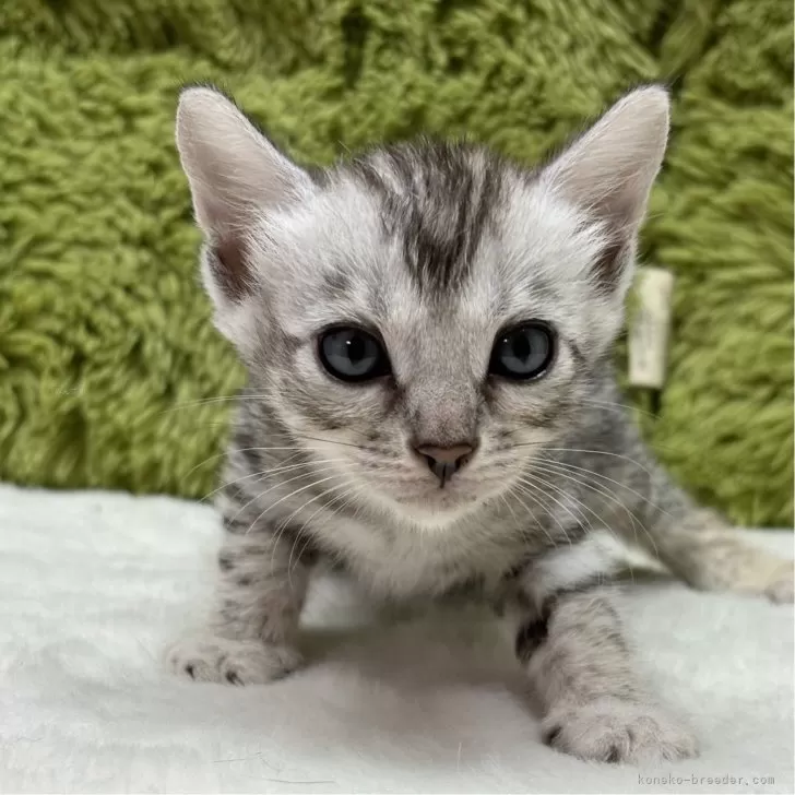 ID:2408-01755の子猫