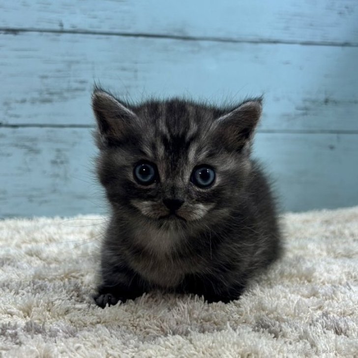 小動物 飼育セット ※愛知県内引渡しのみモモンガ - 小動物用品