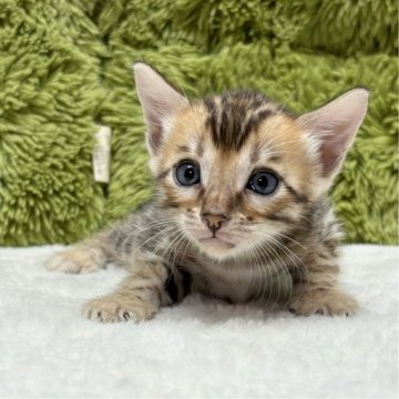 ベンガル【愛知県・男の子・2024年7月18日・ブラウンスポテッドタビー】の写真「柄がとても綺麗😸」