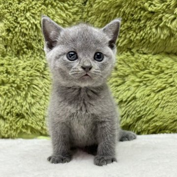 ブリティッシュショートヘア【愛知県・男の子・2024年6月7日・ブルー】の写真「かわいい3兄弟🐈」