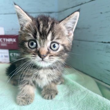 マンチカン(短足)【愛知県・男の子・2023年6月21日・ブラウンタビー&ホワイト】の写真「可愛い男の子🐈」