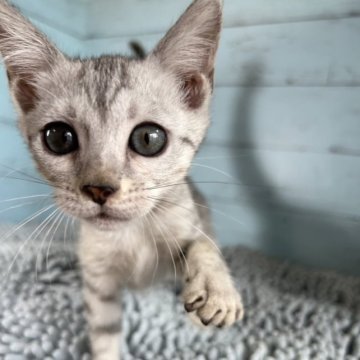 ベンガル【愛知県・女の子・2023年6月19日・シルバースポテッドタビー】の写真「かわいいベンガルちゃんです🐈」