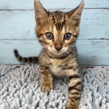 ベンガル【愛知県・男の子・2023年7月9日・ブラウンスポテッドタビー】の写真「とても綺麗な模様です🐈」