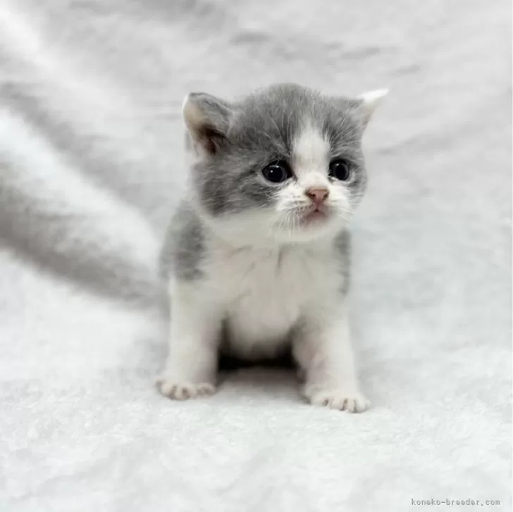 小動物 飼育セット ※愛知県内引渡しのみ - ケージ・アクセサリー