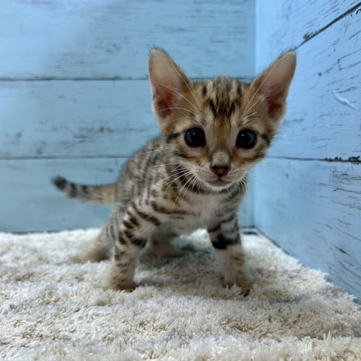 小動物 飼育セット ※愛知県内引渡しのみモモンガ - 小動物用品