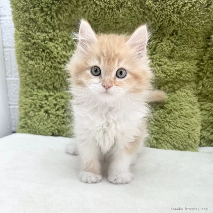 ID:2502-02133の子猫