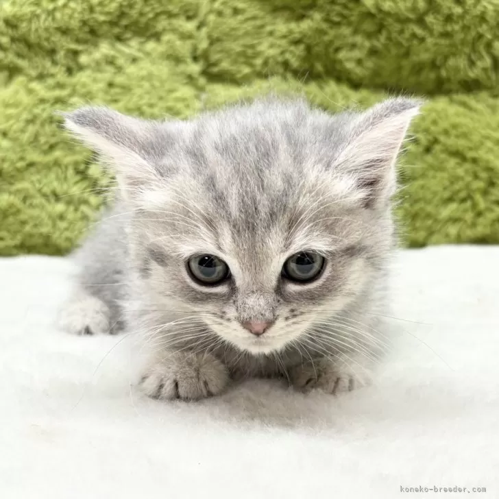 ID:2503-01996の子猫