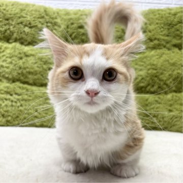 マンチカン(短足)【愛知県・男の子・2024年11月30日・レッドタビー&ホワイト（長毛）】の写真「従業員が間違えて掲載下げておりました😭」